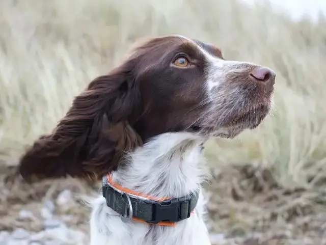 Cocker Spaniel