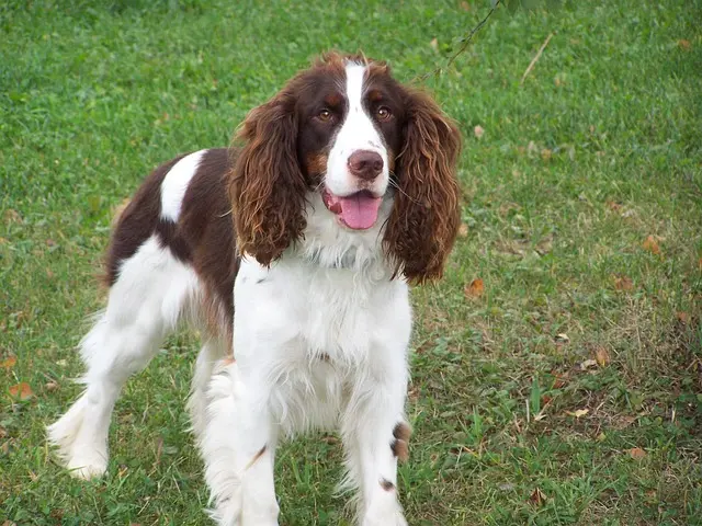 Engelsk Springer Spaniel