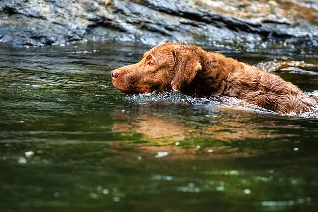 Apporterende jagthund Chesapeake Bay Retriever