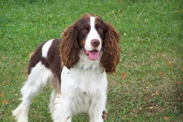 Apporterende jagthund Engelsk Springer Spaniel
