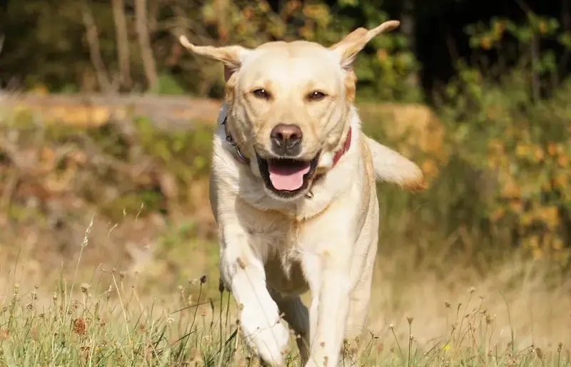 Apporterende jagthund Labrador Golden Retriever