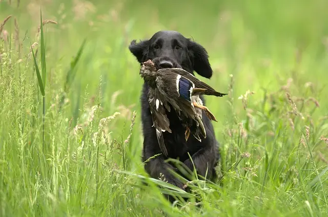 Flatcoated Retriever jagthund