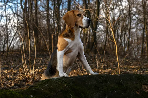 Jagthund Beagle