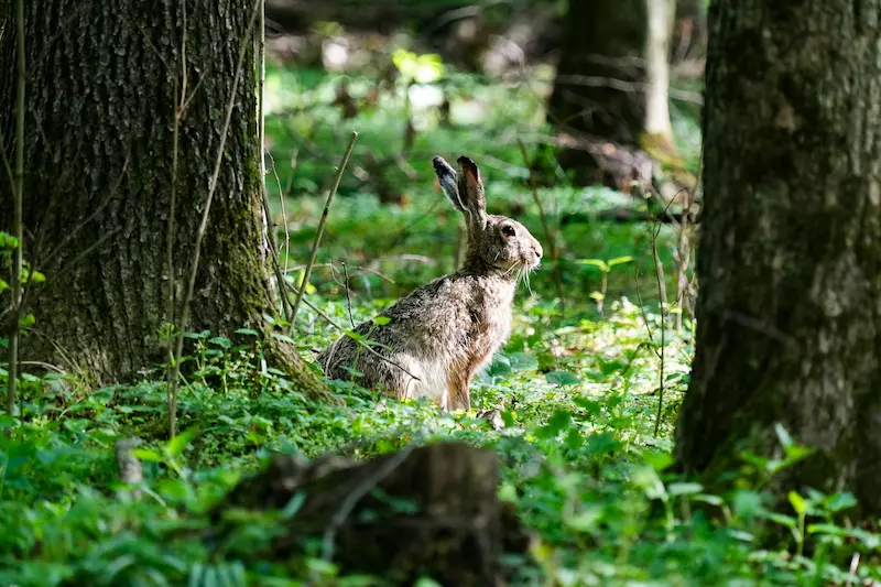 Hare jages på klapjagt