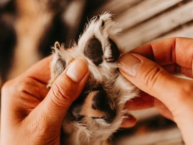 Pleje af jagthund efter jagt