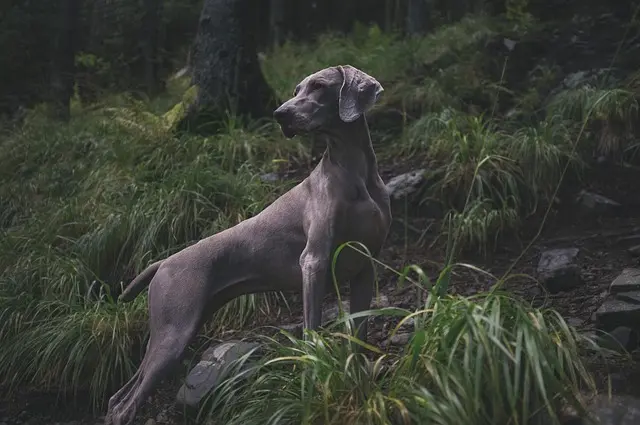 Stående jagthund Weimaraner