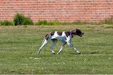 Engelsk pointer