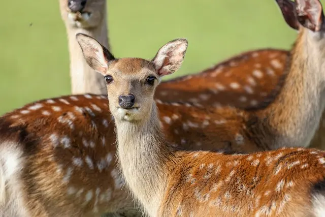 SIKA regulering fælles udmelding