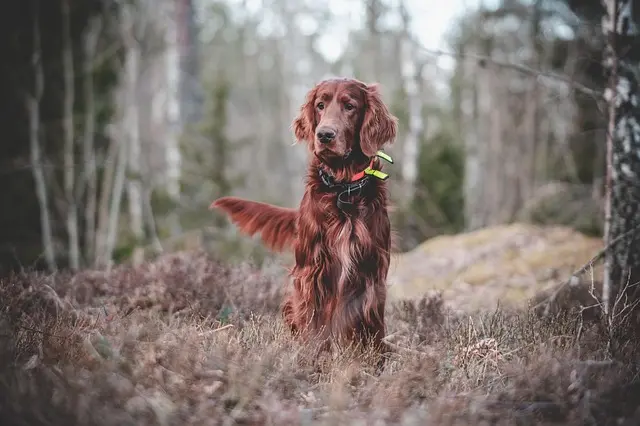 Irsk Setter